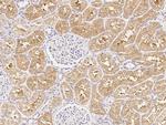 LAP3 Antibody in Immunohistochemistry (Paraffin) (IHC (P))