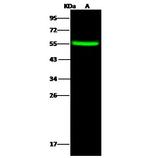 LAP3 Antibody in Western Blot (WB)