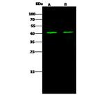 DAP3 Antibody in Western Blot (WB)