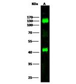 MCK10 Antibody in Western Blot (WB)