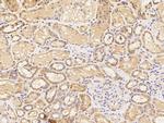 DPP2 Antibody in Immunohistochemistry (Paraffin) (IHC (P))