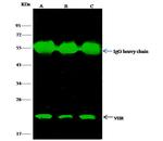 DUSP3 Antibody in Immunoprecipitation (IP)