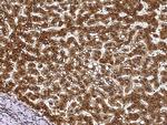 ECH1 Antibody in Immunohistochemistry (Paraffin) (IHC (P))