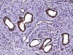 ECH1 Antibody in Immunohistochemistry (Paraffin) (IHC (P))