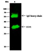 ECH1 Antibody in Immunoprecipitation (IP)