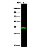 ECH1 Antibody in Western Blot (WB)