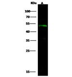 ECSIT Antibody in Western Blot (WB)