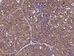 EEF1B2 Antibody in Immunohistochemistry (Paraffin) (IHC (P))