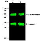 EEF1B2 Antibody in Immunoprecipitation (IP)