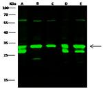 EEF1B2 Antibody in Western Blot (WB)