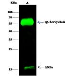 ENSA Antibody in Immunoprecipitation (IP)