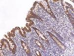 ETHE1 Antibody in Immunohistochemistry (Paraffin) (IHC (P))