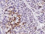 ETHE1 Antibody in Immunohistochemistry (Paraffin) (IHC (P))