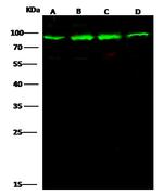 Ezrin Antibody in Western Blot (WB)