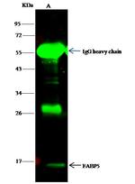 FABP5 Antibody in Immunoprecipitation (IP)