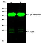 FADD Antibody in Immunoprecipitation (IP)