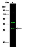 FADD Antibody in Western Blot (WB)