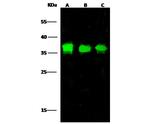 FLT3 Antibody in Western Blot (WB)