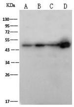 FOXJ1 Antibody in Western Blot (WB)