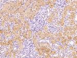 FUOM Antibody in Immunohistochemistry (Paraffin) (IHC (P))