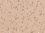 GABARAPL2 Antibody in Immunohistochemistry (Paraffin) (IHC (P))