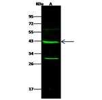 GALK1 Antibody in Western Blot (WB)