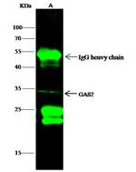 GAS2 Antibody in Immunoprecipitation (IP)
