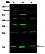 GMFB Antibody in Western Blot (WB)