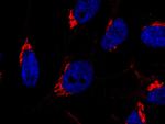 GOLPH2 Antibody in Immunocytochemistry (ICC/IF)