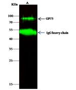 GOLPH2 Antibody in Immunoprecipitation (IP)