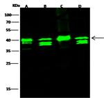 GOT1 Antibody in Western Blot (WB)