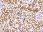 GPD1 Antibody in Immunohistochemistry (Paraffin) (IHC (P))