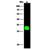 HAGH Antibody in Western Blot (WB)