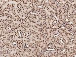 HMGB1 Antibody in Immunohistochemistry (Paraffin) (IHC (P))