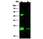 H-Ras Antibody in Western Blot (WB)