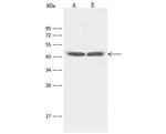 HTR4 Antibody in Western Blot (WB)