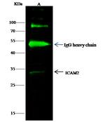 ICAM-2 Antibody in Immunoprecipitation (IP)