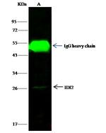 IDI2 Antibody in Immunoprecipitation (IP)