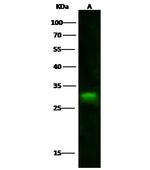 IFI30 Antibody in Western Blot (WB)