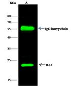 IL-18 Antibody in Immunoprecipitation (IP)