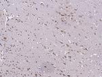 IL18RAP Antibody in Immunohistochemistry (Paraffin) (IHC (P))