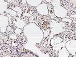 IL18RAP Antibody in Immunohistochemistry (Paraffin) (IHC (P))