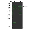 IL18RAP Antibody in Western Blot (WB)