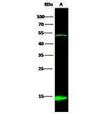 IL-32 Antibody in Western Blot (WB)