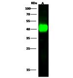 ILKAP Antibody in Western Blot (WB)