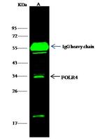 FOLR4 Antibody in Immunoprecipitation (IP)