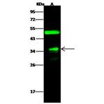 FOLR4 Antibody in Western Blot (WB)