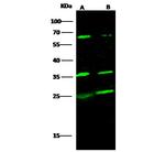 SCF Antibody in Western Blot (WB)