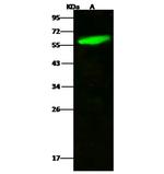 Kallikrein 1 Antibody in Western Blot (WB)