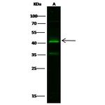 Kallikrein 11 Antibody in Western Blot (WB)